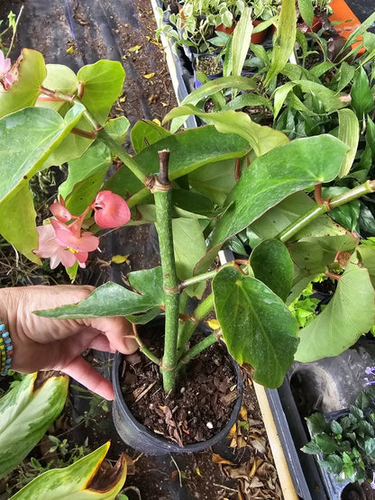 Pink Flowers Angel wing Begonia Live Plant 10 To 15" Tall In 4" Pot