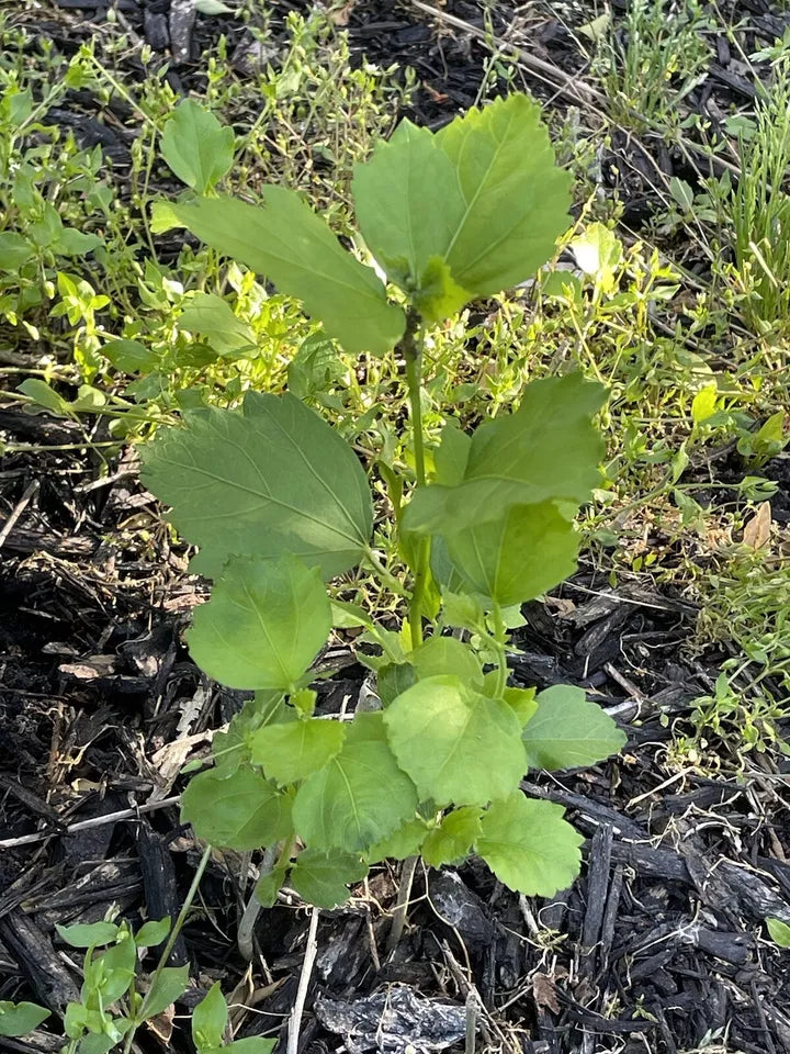 ONE White Hibiscus Rose of Sharon Live Plant 4-6 Inches Tall Fully Rooted