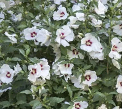 ONE White Hibiscus Rose of Sharon Live Plant 4-6 Inches Tall Fully Rooted