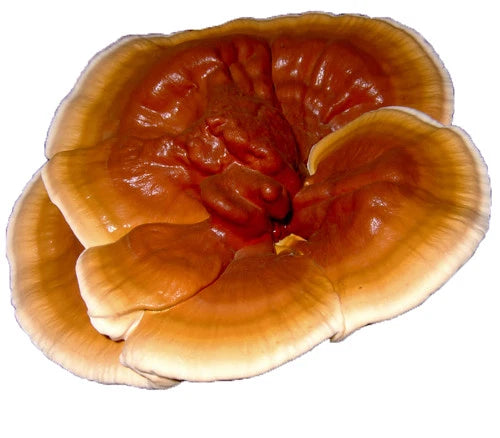 Reishi Liquid Culture Syringe 10cc - Ganoderma lucidum Mycelium for Mushroom Cultivation