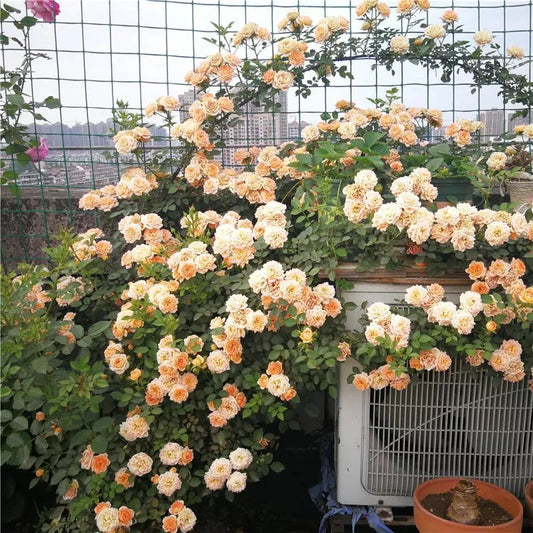 20 CLIMBER ROSE FLOWER SEEDS rare exotic "Peach White"