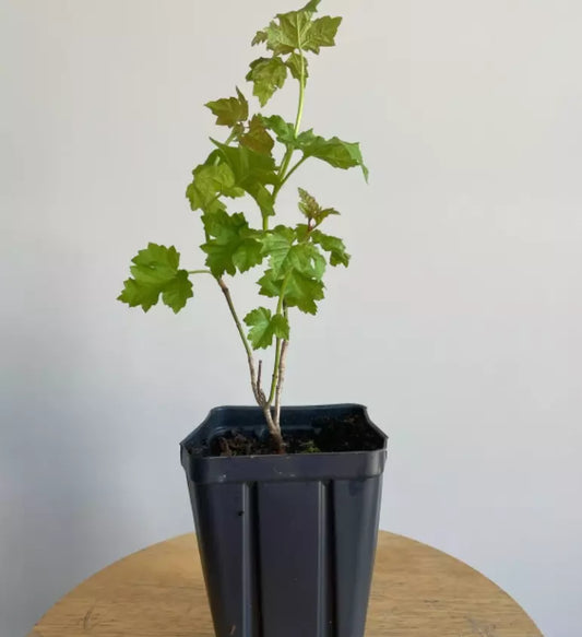 1pc Old Fashioned Snowball Viburnum Shrub/Bush 6-12" Tall Live Plant 4" Pot