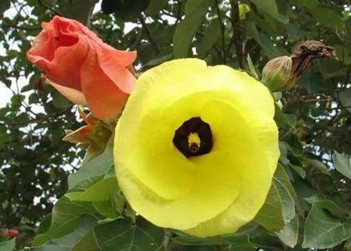 10 Seeds Hibiscus tiliaceus | Hau | Sea Hibiscus | Vau Tree | Green Cottonwood