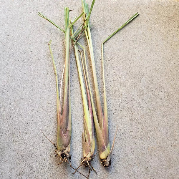 3 Live Matured Lemongrass Plants Fesh Live Lemongrass wth Roots Ready To Plant