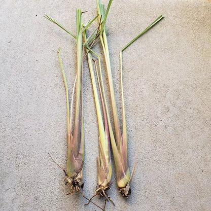 3 Live Matured Lemongrass Plants Fesh Live Lemongrass wth Roots Ready To Plant