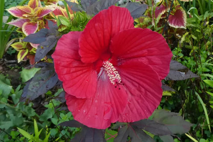 20 ORGANIC PRE-STRATIFIED HARDY CRIMSON HIBISCUS SEEDS