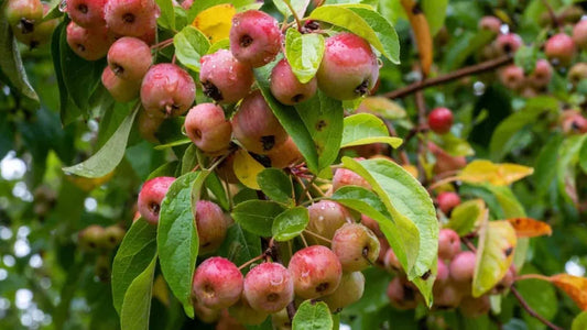 10 Seeds CRABAPPLE TREE Malus sylvestris Ornamental Perennial Tree