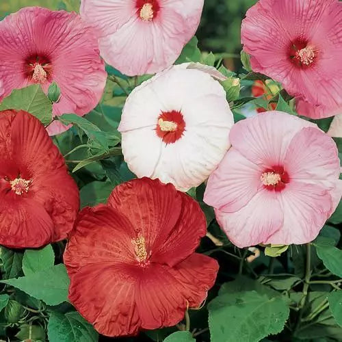 15 Hibiscus Seeds Disco Belle Mix Hybrid Perennial Seeds