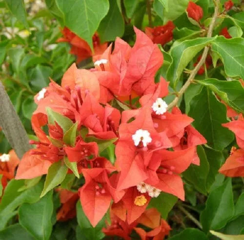 1pc Bougainvillea - 'Flame' live plant