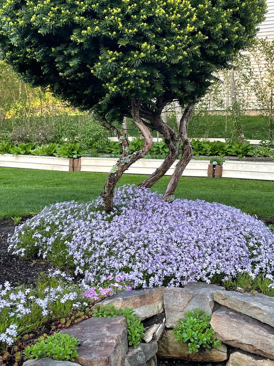 5 Deer Proof Perennial Plants Creeping Phlox Lavender Ground Cover