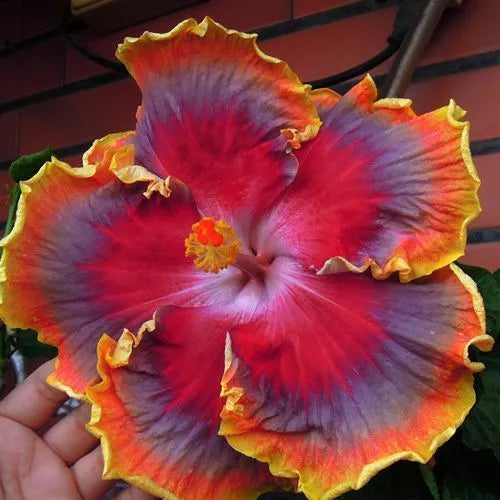 20 Red Purple Orange Hibiscus Seeds Flower Seed Perennial