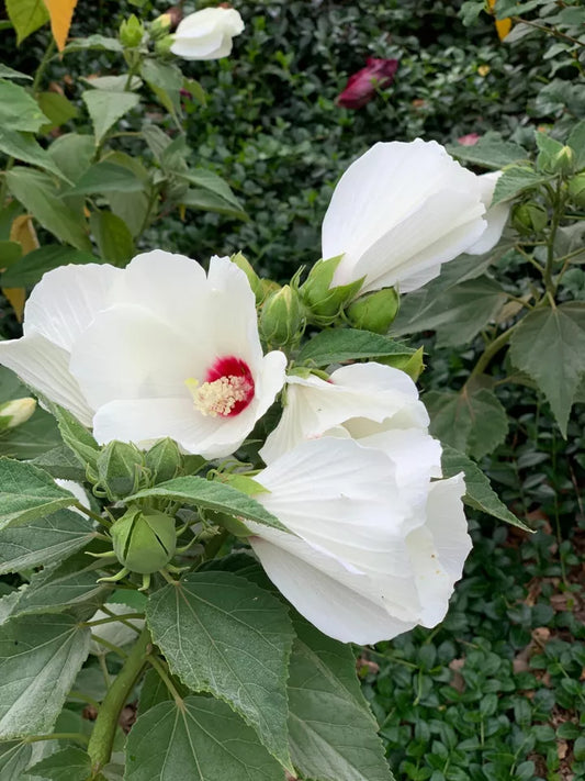 50 Hardy White Hibiscus Seeds - organically grown