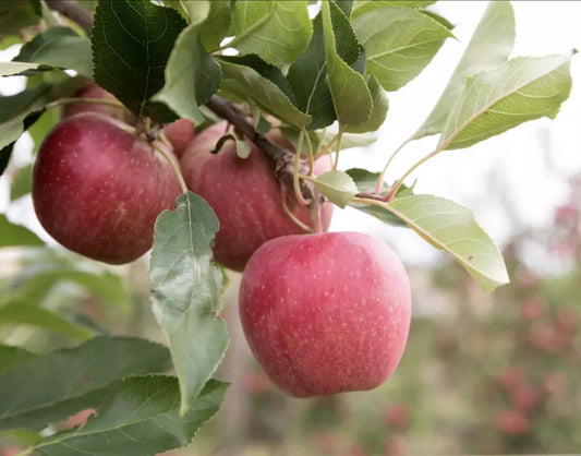 1pc Dwarf Gala Apple Tree 3 Ft. Live 5 Gallon Malus Domestica 'Gala'