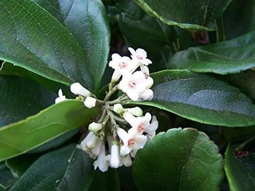 20 Live Plants Viburnum Suspensum Evergreen Privacy Hedge Shrub