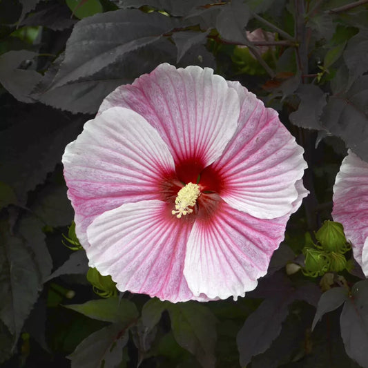 1 Live Potted Plant bush hibiscus STARRY STARRY NIGHT flower hardy 2.5" pot