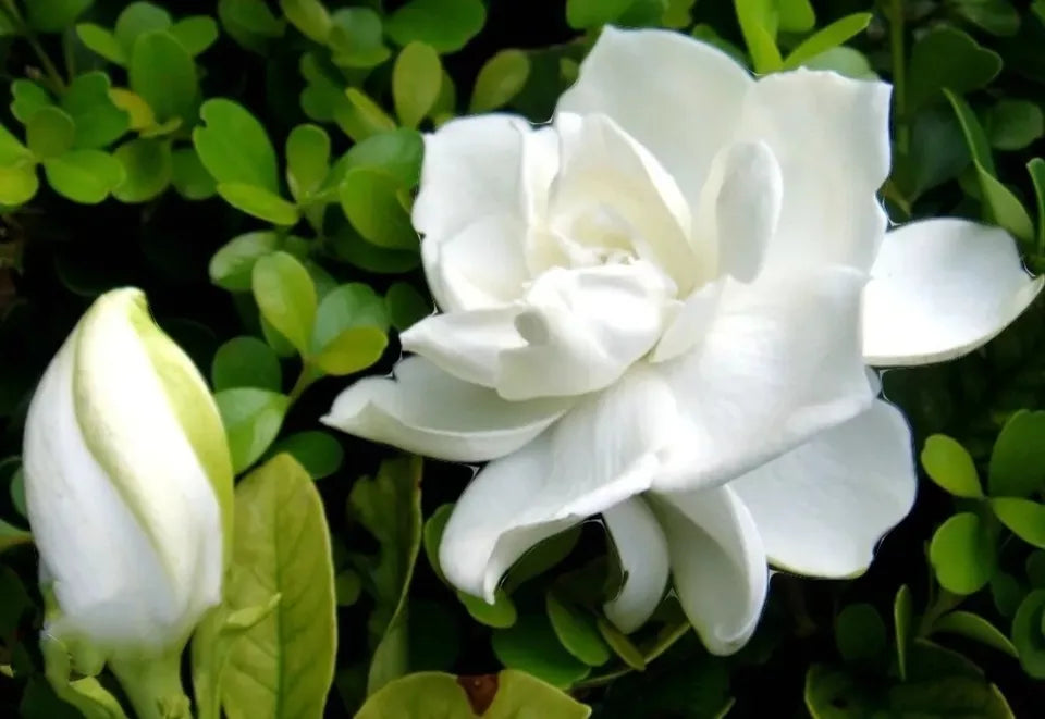 100 Seed Gardenia Jasminiodes Cape Jasmine Fragrant