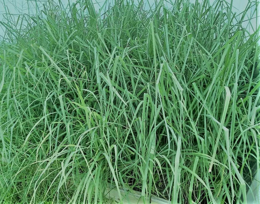 11 Citronella Grass Plants Organically Grown