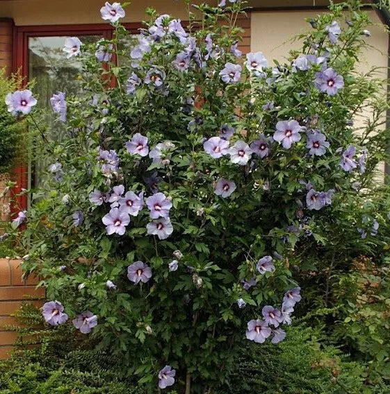 ONE Starter Plant (7L) Blue Bird Hibiscus (Althea) Rose Of Sharon