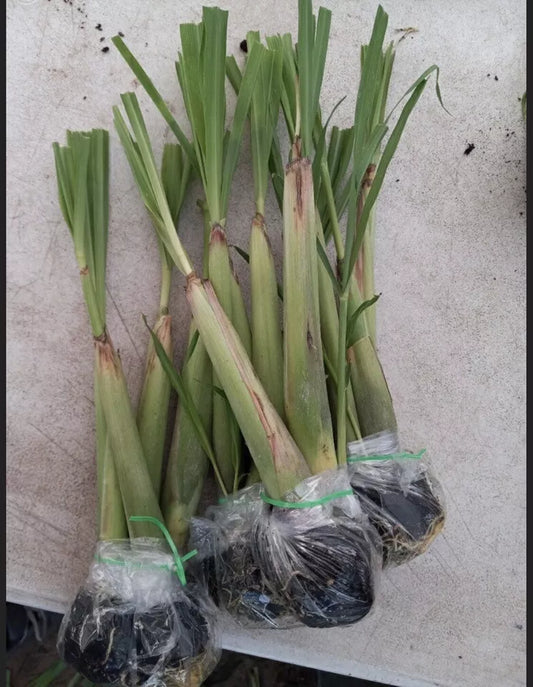 2 Pack LemonGrass Lemon Grass Live Starter Plants - Organic