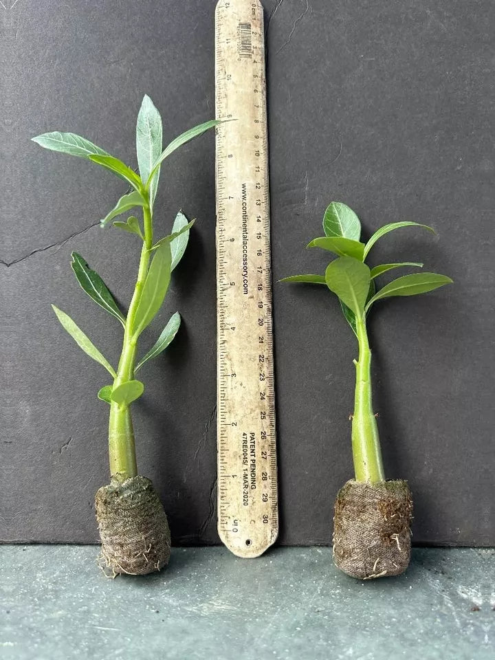 BLUEBERRY Desert Rose Adenium Obesum SMALL Rooted Seedling Plant