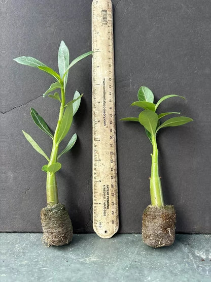 BLUEBERRY Desert Rose Adenium Obesum SMALL Rooted Seedling Plant