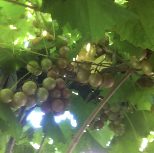 20+ Red Noble Muscadine Grape Vine CUTTINGS Unrooted