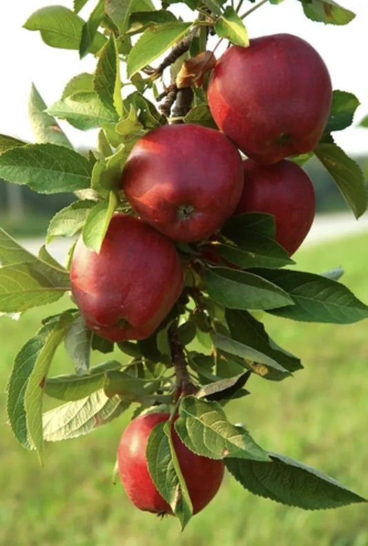 10 Seeds Red Delicious Apple