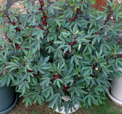 30 Roselle Seeds Gongura Sour-leaf Sorrel Hibiscus sabdariffa