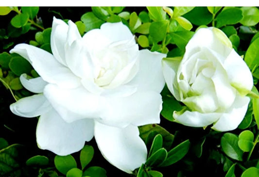 100 Seed Gardenia Jasminiodes Cape Jasmine Fragrant