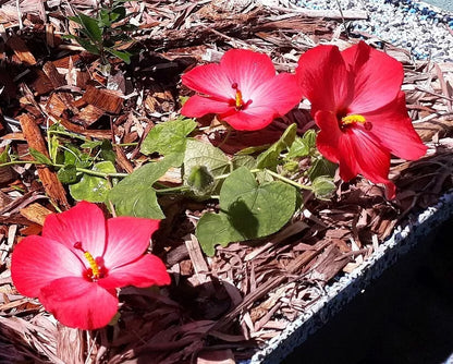 20 Seeds Abelmoschus moschatus subsp. tuberosus | Creeping Pink Swamp Hibiscus