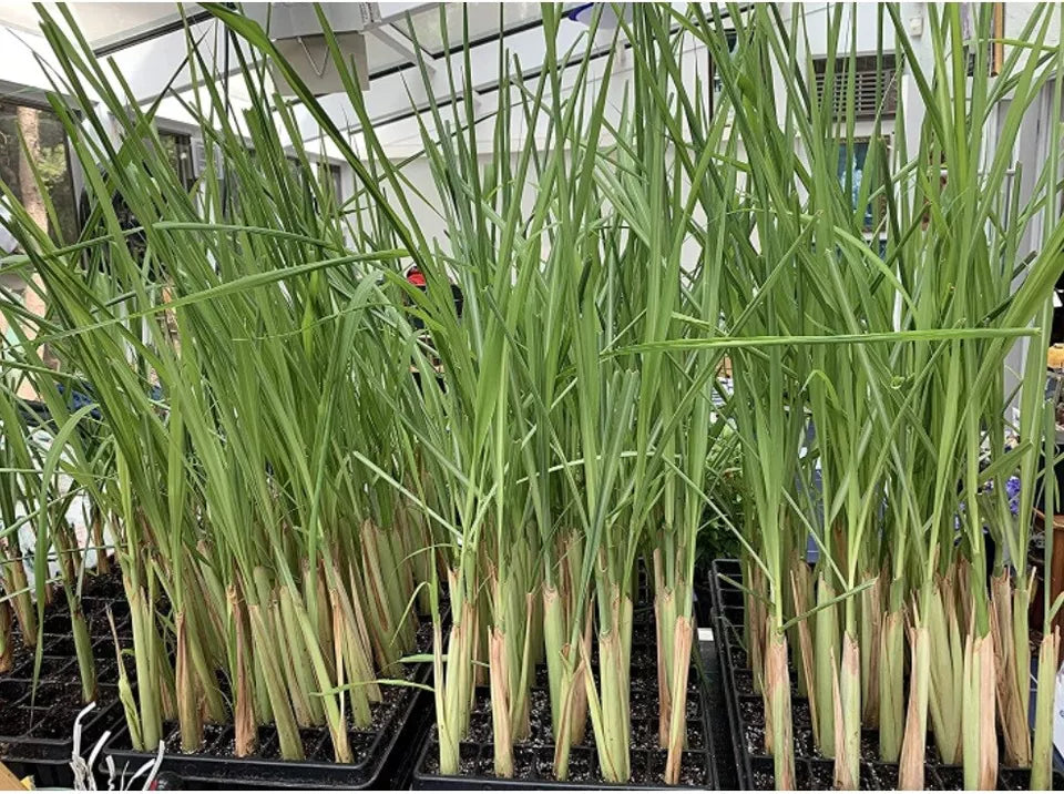 2 Lemongrass Roots Stalks Plants Herbs (Cymbopogon Citratus) with/ without roots