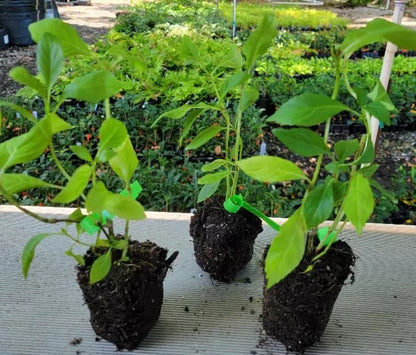 ONE Starter Plant (7L) Blue Bird Hibiscus (Althea) Rose Of Sharon