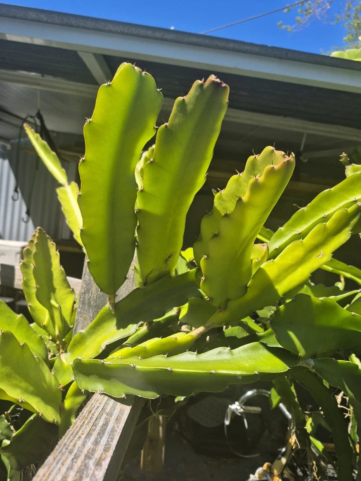 Fresh Dragon Fruit Cuttings (5) – 7” Long | Mixed Premium Varieties | Hylocereus spp. | Florida Grown