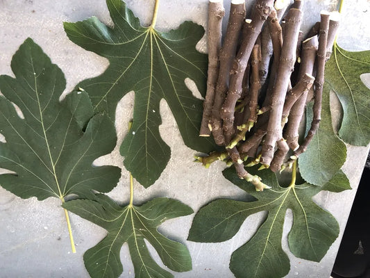 5 UNROOTED CUTTINGS ficus carica FIG TREE "Black Mission"