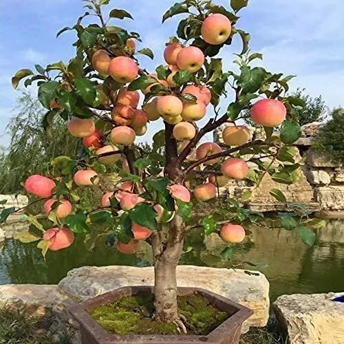 25 Seeds Dwarf Bonsai Apple Organic Mini Delicious Fruit Planter Tree