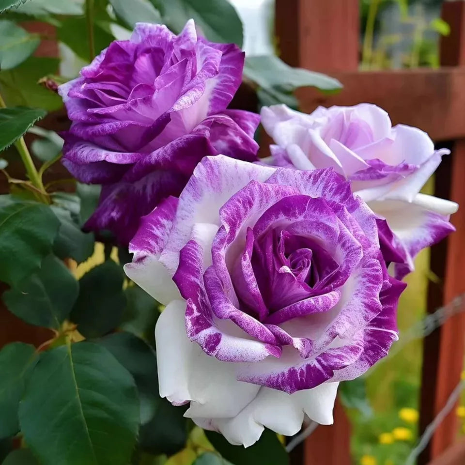 20pcs Rare Purple and White Twin Rose Seeds