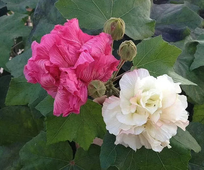 50 Seeds Southern Confederate Rose Hibiscus Mutabilis Dixie Rosemallow