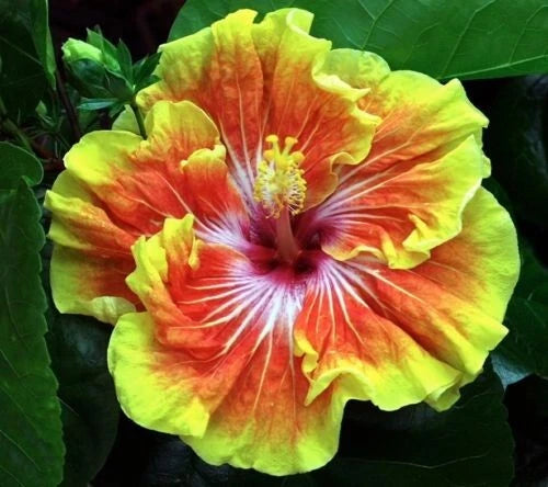 Small Tropical Hibiscus Starter Plant - Tahitian Sunset Splendor - Hibiscus rosa-sinensis - Rooted Bare Root Plant for Easy Growth