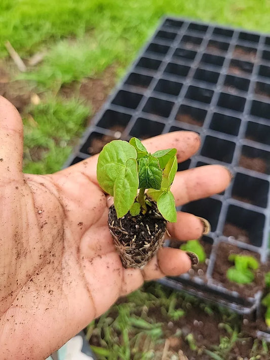 ONE Live Plants Plugs HIBISCUS HONEYMOON DEEP RED