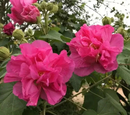 50 Seeds Southern Confederate Rose Hibiscus Mutabilis Dixie Rosemallow