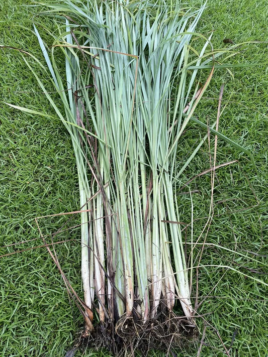 3 Live Free 1 Rooting Lemongrass Ready to Plant