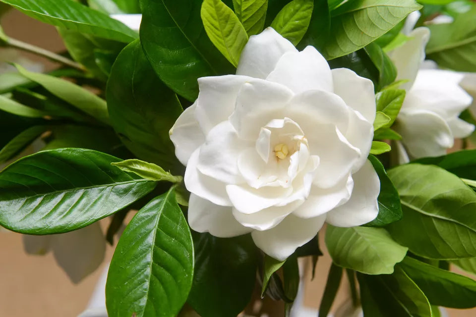 50 GARDENIA / CAPE JASMINE Jasminoides Fragrant White Shrub Flower Seeds