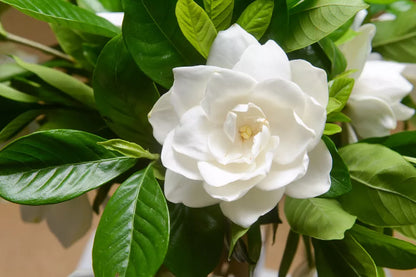50 GARDENIA / CAPE JASMINE Jasminoides Fragrant White Shrub Flower Seeds
