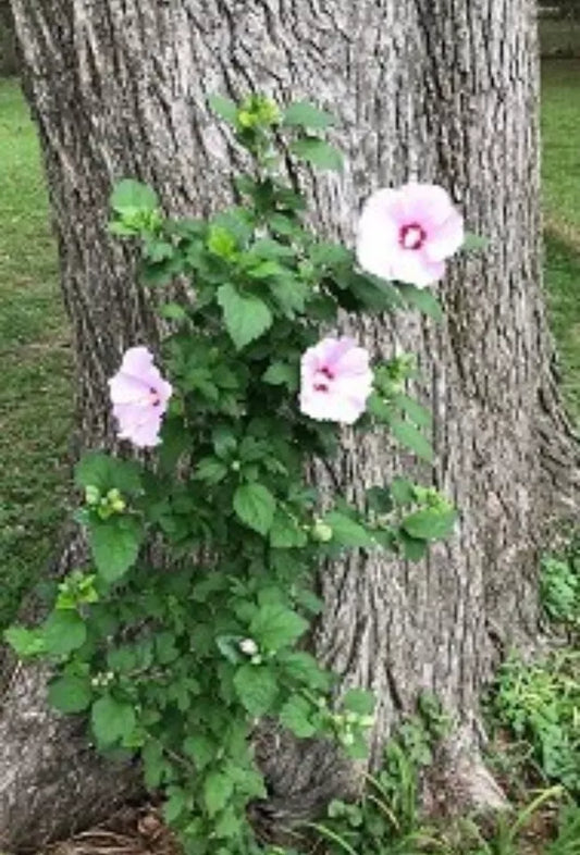 12 Live Plant Roots 2" + Tall Starter Bush Rose Of Sharon Hibiscus