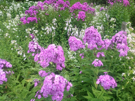 3 Perennial & Fragrant Tall Garden Phlox For Butterflies and Bees