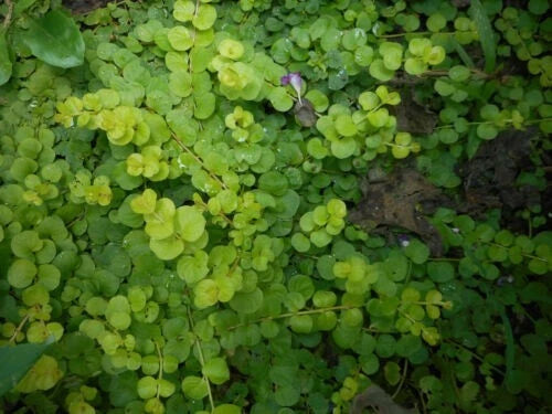 15 Bare Root Creeping Jenny Live Starter Plants, Green Ground Cover, Hardy Perennial (Lysimachia nummularia)
