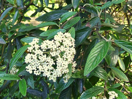 1pc Prague Viburnum Shrub/Bush 6-12" Tall Live Plant Viburnum Pragense