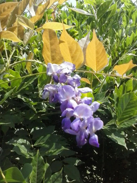 2 Purple Wisteria live plants various lengths