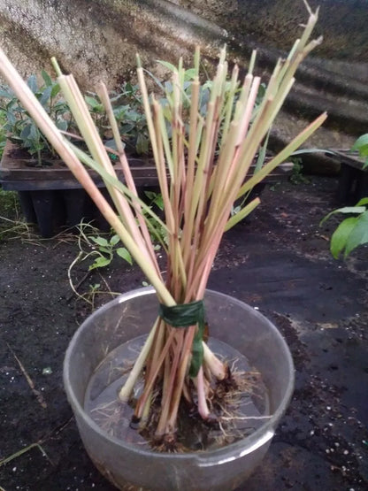 12 Lemongrass Live Plants 8-12" Tall