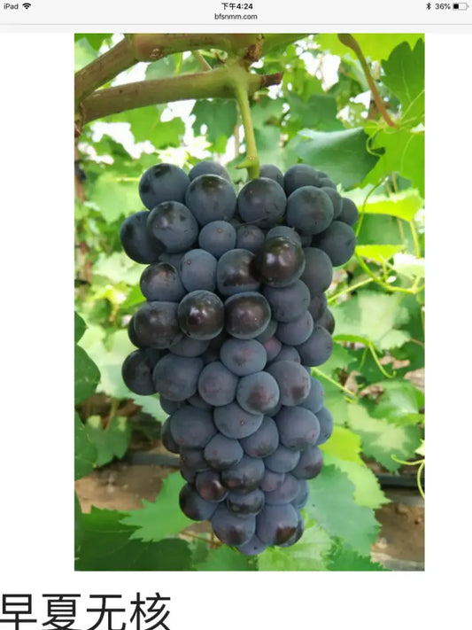 5 Summer Black seedless grape vine cuttings